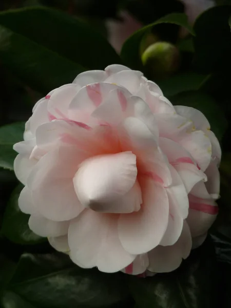 Een Close Shot Van Camellia Bloemen — Stockfoto