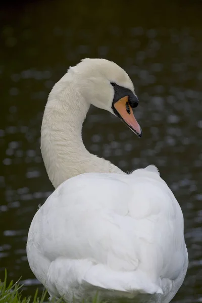 Een Verticaal Shot Van Een Prachtige Zwaan Met Een Meer — Stockfoto