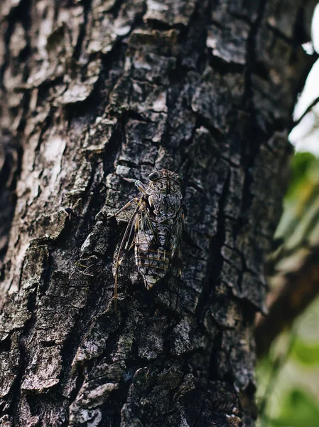 Вертикальний Знімок Цикади Корі Дерева — стокове фото