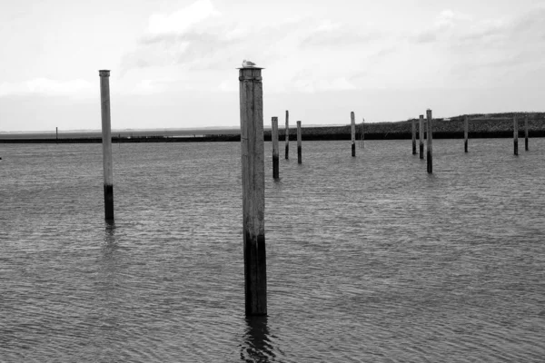 Greyscale Shot Big Sticks Vertically Placed Beach — Stock Photo, Image