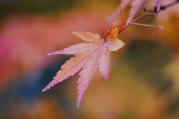 Selective Focus Shot Beautiful Autumn Leaf — Stock Photo, Image