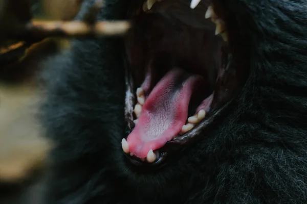 Крупный План Черной Собаки Зевающей — стоковое фото