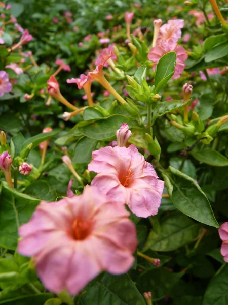 Tiro Foco Seletivo Belas Flores Rosa Quatro Horas — Fotografia de Stock