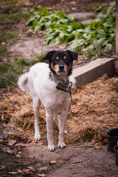 Selective Focus Shot Cute Puppy Backyard — Stock Photo, Image