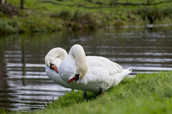 Una Hermosa Toma Dos Cisnes Con Lago Fondo — Foto de Stock