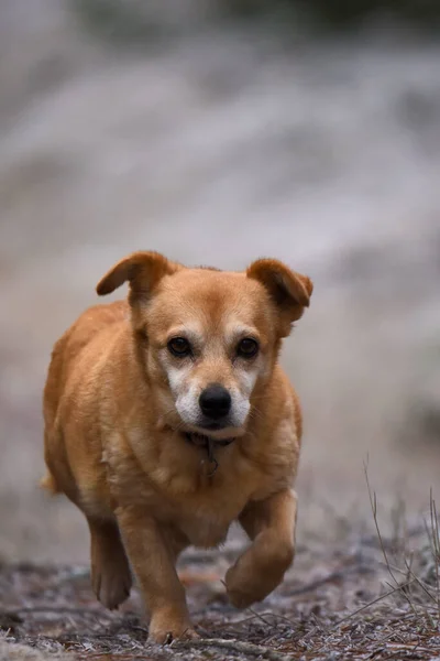 Een Verticaal Shot Van Een Schattige Rode Hond — Stockfoto