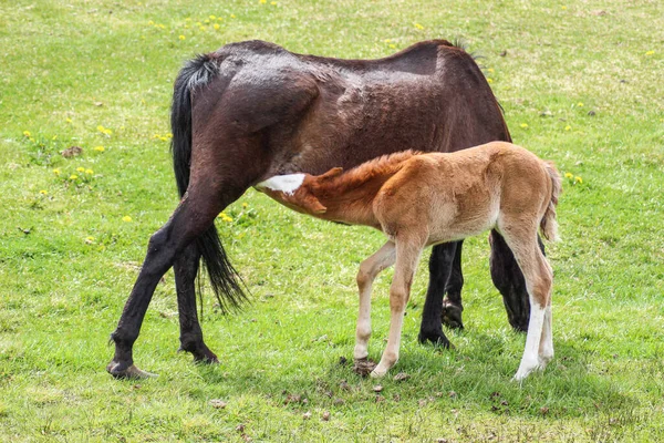 Primer Plano Potro Lindo Bebiendo Leche Ubre Madre —  Fotos de Stock