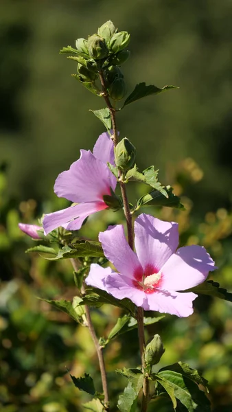 Gros Plan Belles Fleurs Violettes Poussant Dans Champ Par Une — Photo