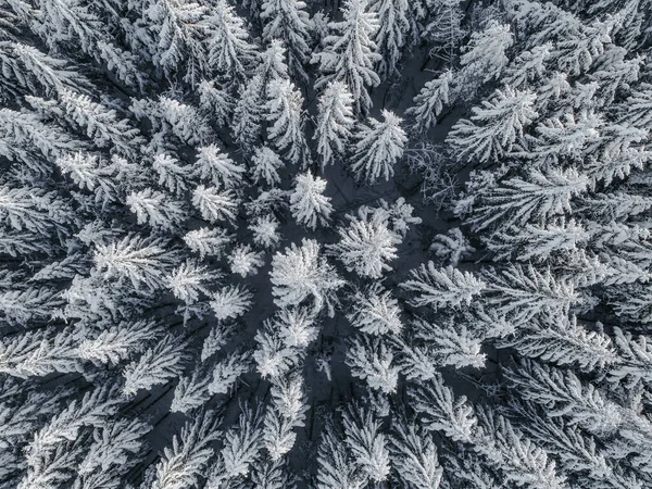 Flygfoto Över Ett Vackert Vinterlandskap Med Granar Täckta Snö — Stockfoto