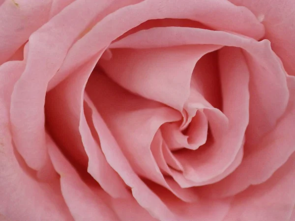 美しいピンクのバラのクローズアップショット — ストック写真
