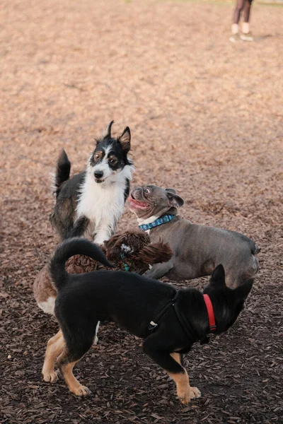 犬の公園で遊んでいる子犬のグループの垂直ショット — ストック写真