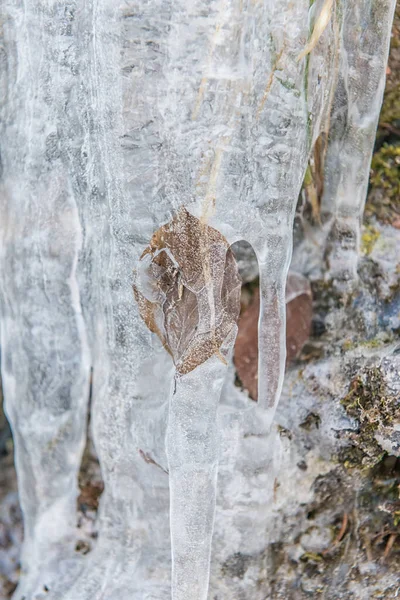 Buz Saçaklarına Sıkışmış Kahverengi Sonbahar Yaprağının Dikey Çekimi — Stok fotoğraf