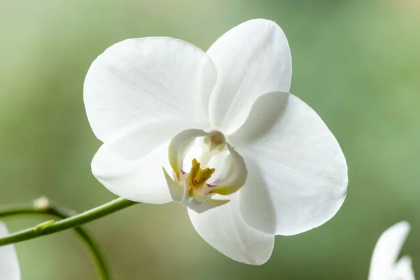 Orquídea Cattleya Branca Brilhante Isolada Única Contra Fundo Natural Verde — Fotografia de Stock