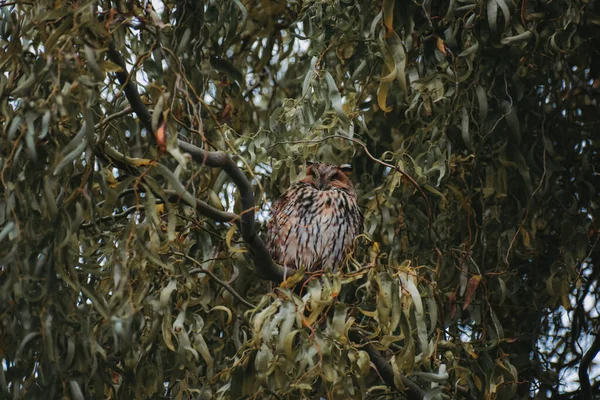 Ormandaki Bir Ağaç Dalına Tünemiş Kahverengi Bir Baykuş — Stok fotoğraf