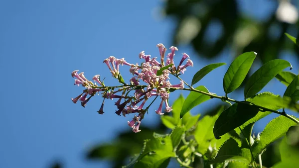 Primer Plano Flores Color Lila Flor — Foto de Stock