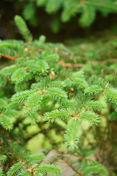 Plan Vertical Des Aiguilles Sapin Vert — Photo