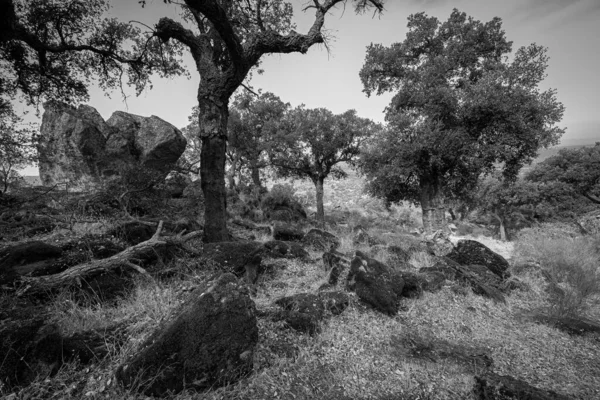 Šedá Krajina Přírodní Oblasti Valcorchero Nedaleko Plasencie Extremadura Španělsko — Stock fotografie