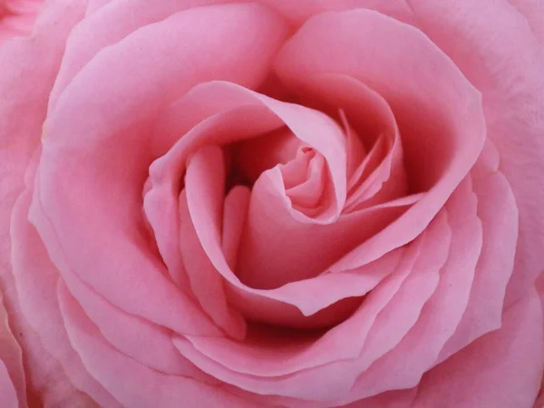 Eine Nahaufnahme Von Schönen Rosa Rosen — Stockfoto