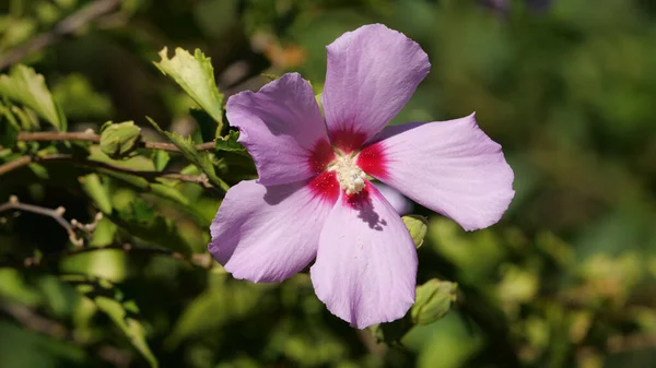 Close Luz Flor Hibisco Roxo Sob Luz Sol Jardim — Fotografia de Stock