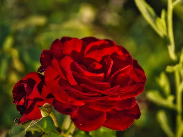 Selektywne Ujęcie Ostrości Kwitnącej Czerwonej Róży — Zdjęcie stockowe