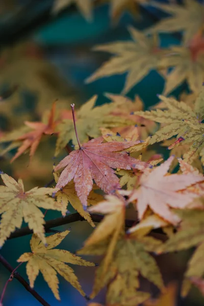 Een Selectieve Focus Shot Van Mooie Herfstbladeren — Stockfoto