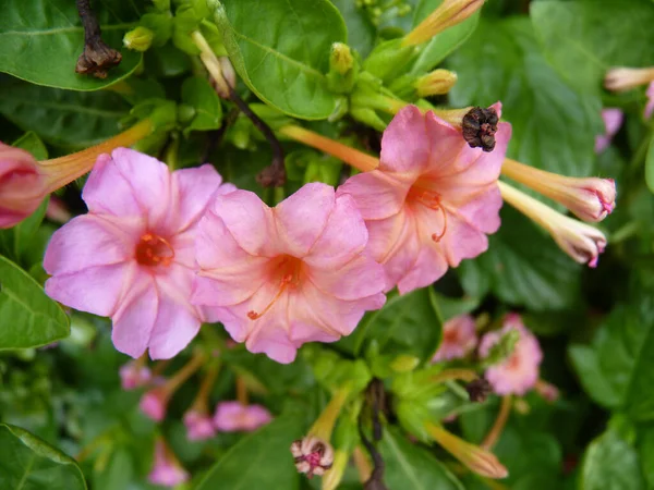 Tiro Foco Seletivo Belas Flores Rosa Quatro Horas — Fotografia de Stock