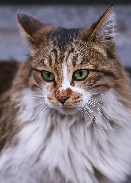 Hermoso Gato Callejero Con Ojos Verdes —  Fotos de Stock