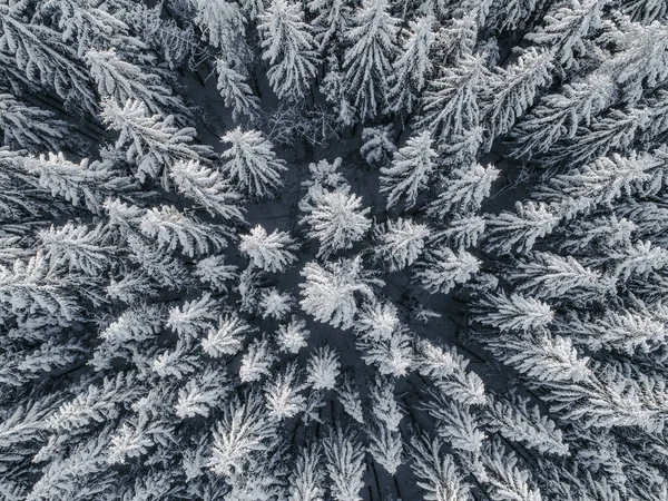Eine Luftaufnahme Einer Wunderschönen Winterlandschaft Mit Schneebedeckten Tannen — Stockfoto