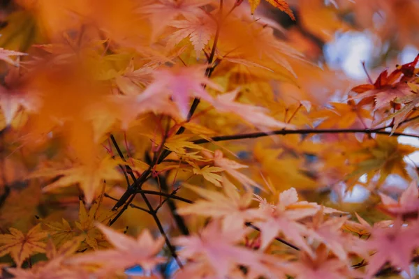 Een Selectieve Focus Shot Van Mooie Herfstbladeren — Stockfoto