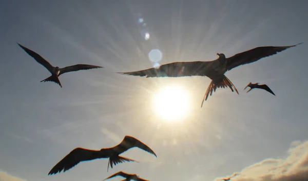 Primer Plano Pájaros Con Alas Abiertas Volando Con Sol Brillantemente —  Fotos de Stock