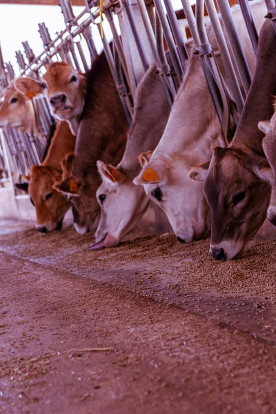 Vertical Closeup Heads Cows Eating Corn Metal Bars — Stock Photo, Image