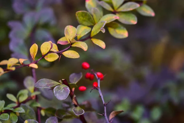 Een Close Shot Van Prachtige Herfstbladeren Bedekt Met Dauwdruppels — Stockfoto