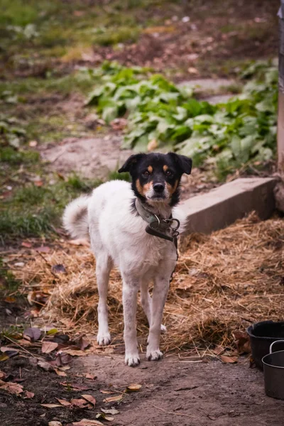 Egy Függőleges Lövés Egy Aranyos Terrier Kutya Kertben — Stock Fotó