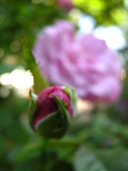 Primo Piano Bocciolo Rosa Sfondo Sfocato — Foto Stock