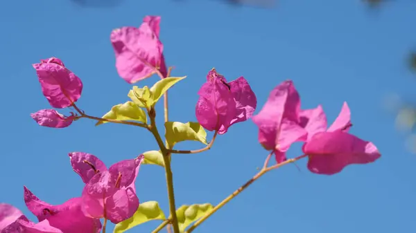 Close Belas Flores Rosa Crescendo Campo Dia Ensolarado — Fotografia de Stock