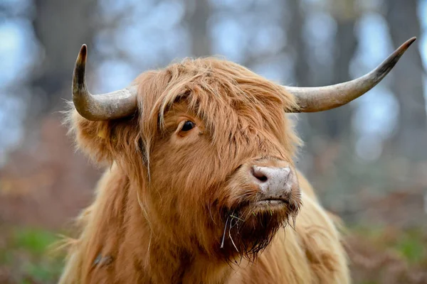 Toro Con Flequillo Bosque Durante Día —  Fotos de Stock