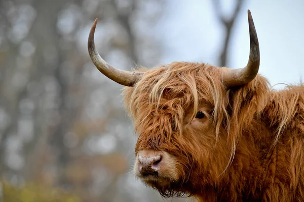 Toro Con Flequillo Bosque Durante Día —  Fotos de Stock