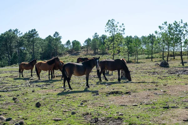 Eine Herde Pferde Die Tagsüber Auf Dem Feld Weidet — Stockfoto