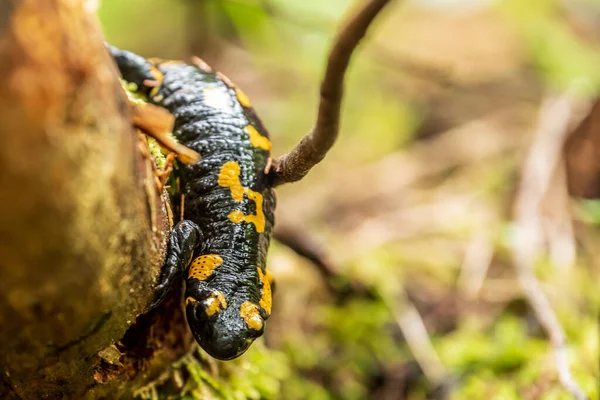 Een Hoge Hoek Shot Van Salamander Een Boom Dop — Stockfoto