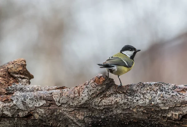 Closeup Shot Great Tit Bird Perched Tree Branch — Φωτογραφία Αρχείου