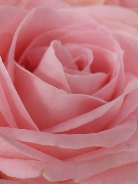 Tiro Close Belas Rosas Rosa — Fotografia de Stock