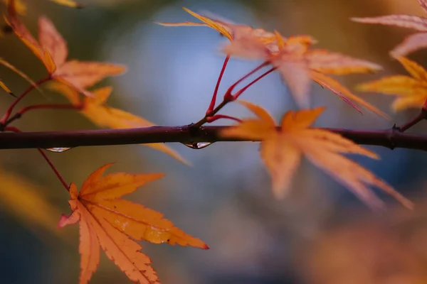 Une Mise Point Sélective Belles Feuilles Automne Avec Des Gouttes — Photo