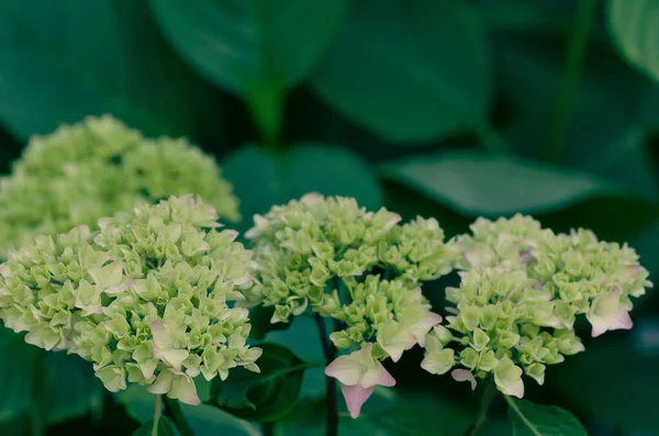 Гарний Знімок Зелених Панічних Квітів Гортензії Вдень — стокове фото