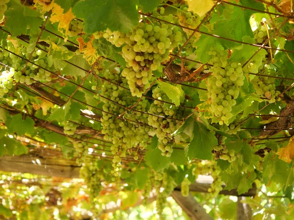 Tiro Baixo Ângulo Uvas Verdes Frescas Fazenda — Fotografia de Stock