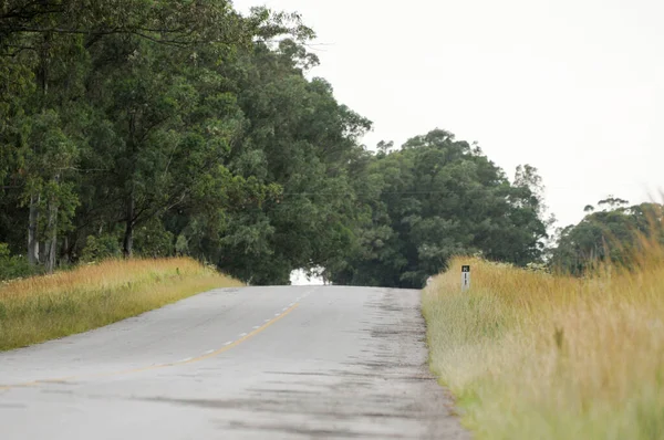 Strada Vuota Sulla Campagna Con Alcuni Alberi Sul Lato Sinistro — Foto Stock