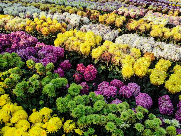 Hermoso Tiro Filas Flores Colores Florecientes — Foto de Stock