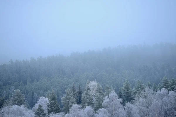 Bel Colpo Meravigliosa Foresta Invernale — Foto Stock