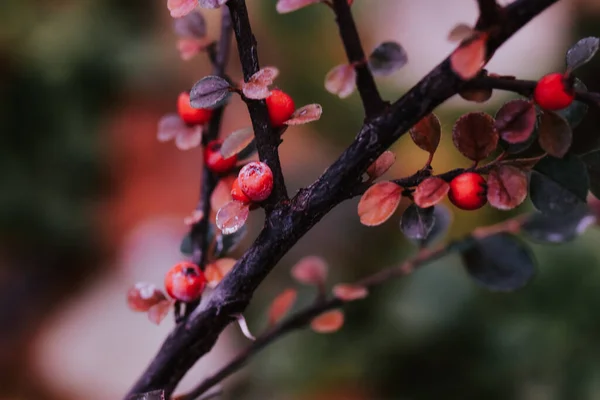 Eine Nahaufnahme Von Roten Wilden Beeren Auf Ästen Einem Park — Stockfoto