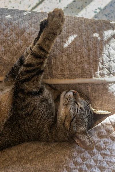 Una Toma Vertical Lindo Gato Durmiendo Sofá — Foto de Stock