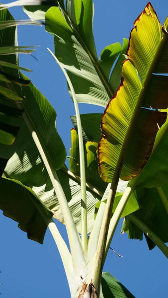Вертикальний Низько Під Кутом Знімок Бананового Дерева Фоні Блакитного Неба — стокове фото